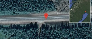 Renar på vägen på E4