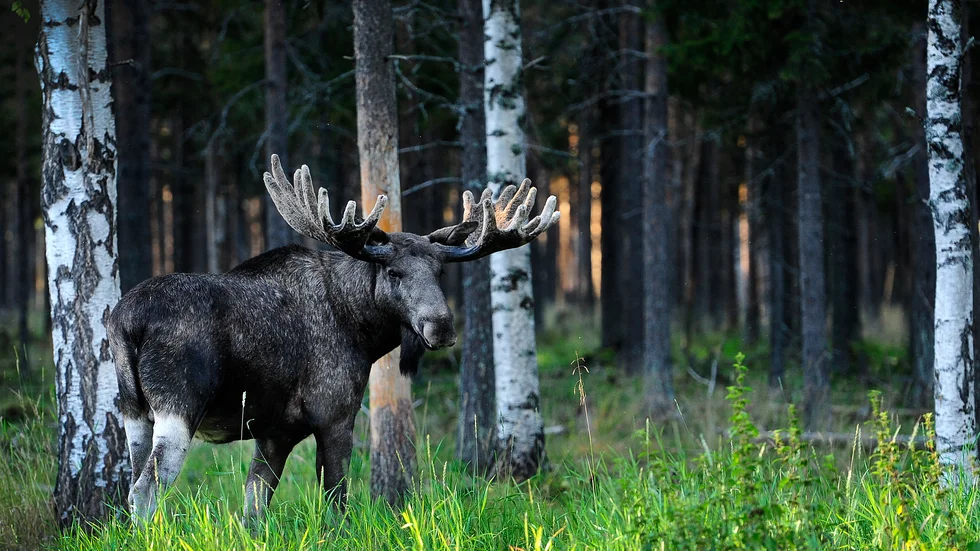 Från och med måndag den 7 september lever skogens konung farligt i Norrbotten.