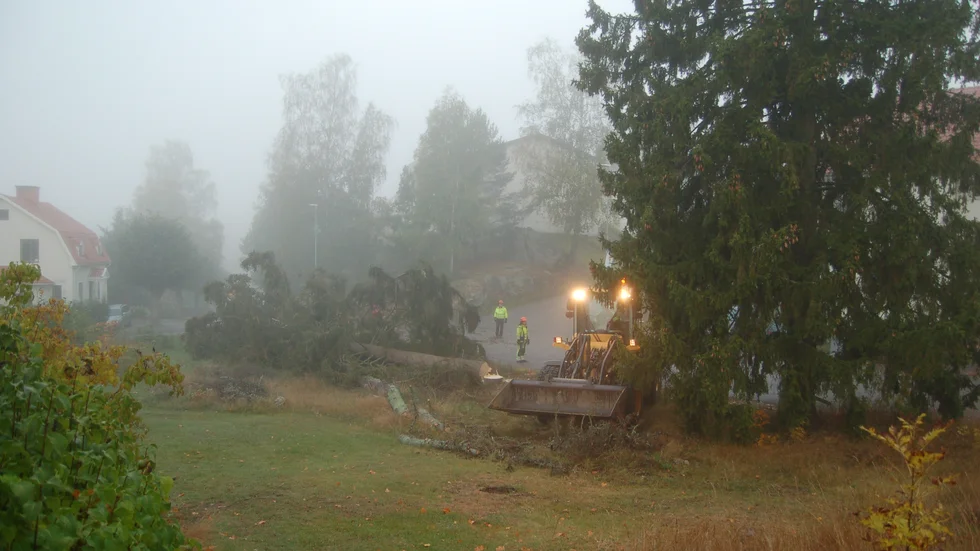 Två stora granar, omkring 20 meter höga och troligen runt 100 år gamla, sågades ned på onsdagsmorgonen. 