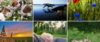 Vem tog den bästa sommarbilden? 