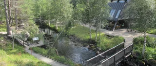 SPF Fjällvinden i fjällträdgården