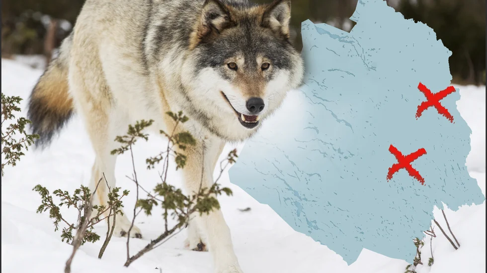I måndags sköts en varg i Pajala kommun efter att länsstyrelen beviljat skyddsjakt. Nu har ännu en dödats.