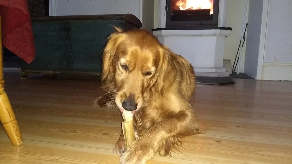 Hunden Casper är försvunnen från Eksta sedan nyårsnatten då han skrämdes av raketer.