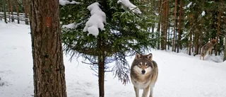 Varg sedd vid Orrbyn: "Så här stor är inte en hund"