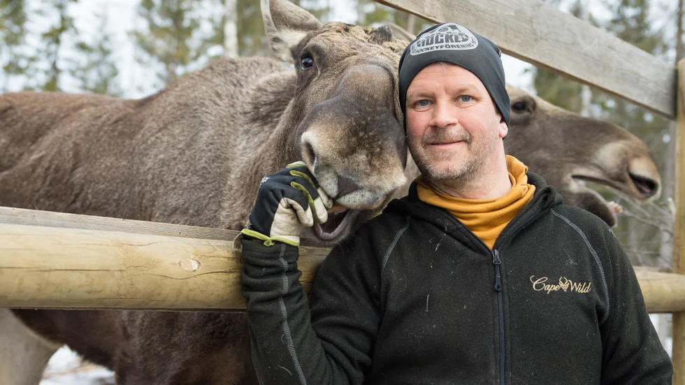 Thomas Dahlquist, ägare av Cape wild i Luleå tillsammans med en av tre älgar från parken. Han har sett en förändring i vilka som har valt att besöka parken i sommar.