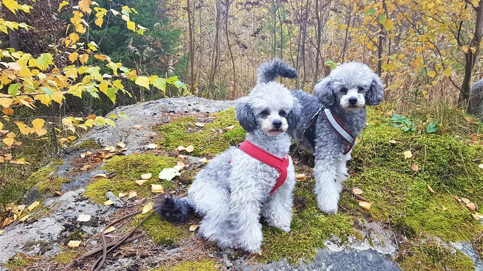 Vovvarna Solvei och Iris myser ute i höstskogen.