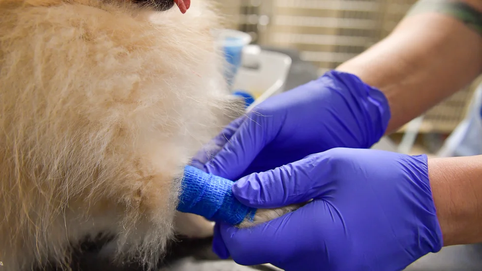 Flera illegalt införda hundar upptäcks hos veterinärklinikerna via förfalskade handlingar som de nya ägarna har med sig när de kommer in för rutinkontroller av sina ungdjur,. Arkivbild.