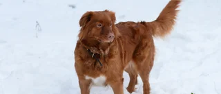 Många överfulla hundlatriner i Älvsbyn