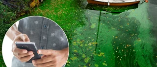 App varnar för algblomning: "Efterfrågan finns"