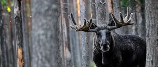 I de ensliga fjälldalarna finns älgarna med troféhorn