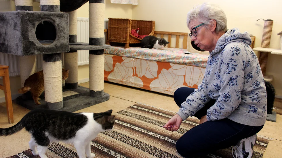 Katten Pim, som kommer från en upplöst kattkoloni i Karstorp, är väldigt social.  "Det har länge funnits en koloni i Karstorp och vi har tagit emot flera katter därifrån", berättar Monica Johansson.