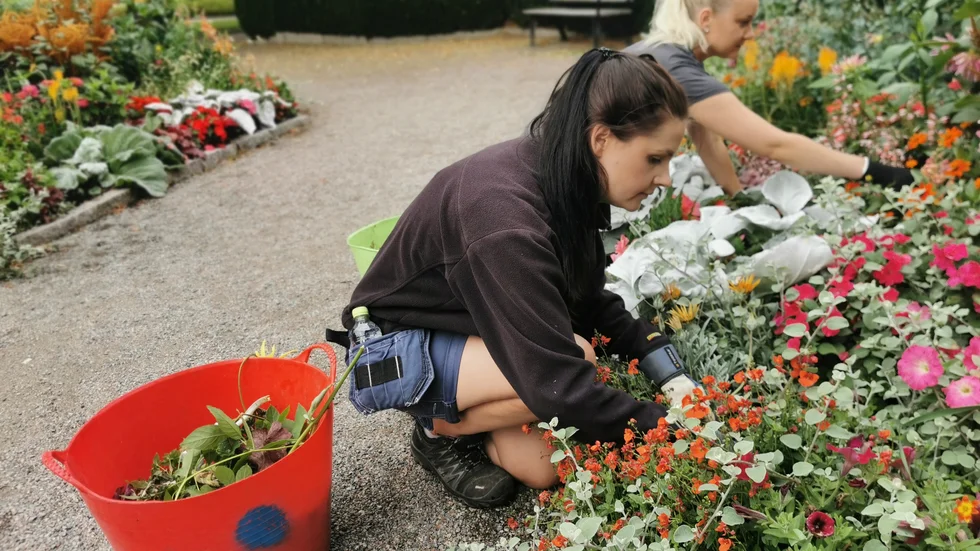 "Vi rensar bland sommarblommorna" säger Amanda Ehn.