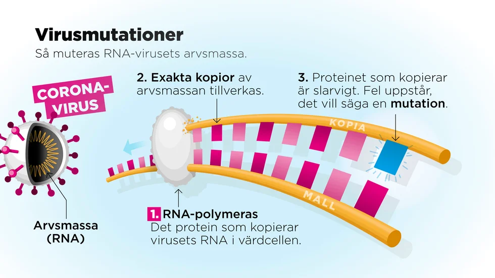 Coronaviruset är ett så kallat RNA-virus. I dessa virus består arvsmassan av RNA. När virusets protein misslyckas med att kopiera arvsmassan uppstår en mutation.