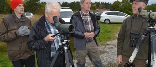 Många fåglar över golfbanan