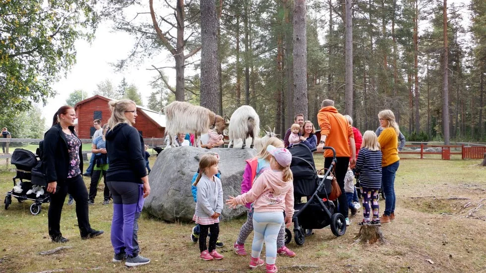 Getterna i Barnens zoo lockade många till sig.