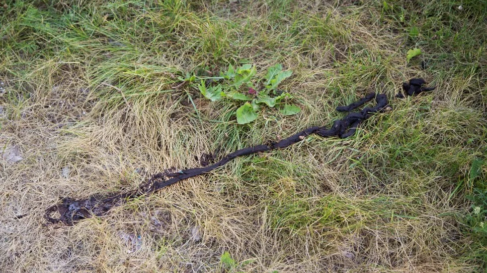En sträng av bajs. Möjligen mänsklig avföring?