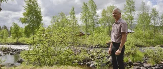 Firade att elen kom
