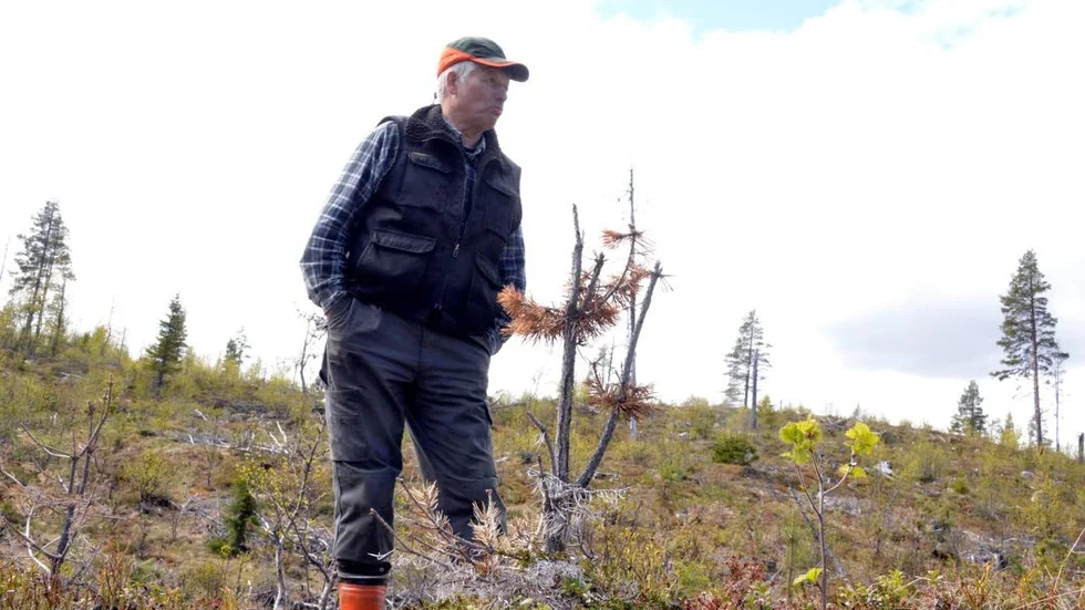 Hans-Jonny Wiklund slår upp med armarna i en hopplös gest. Sådana här hyggen, totalskadade av älgbetning, det är det värsta han vet.