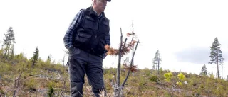 Han slår ett slag för contorta