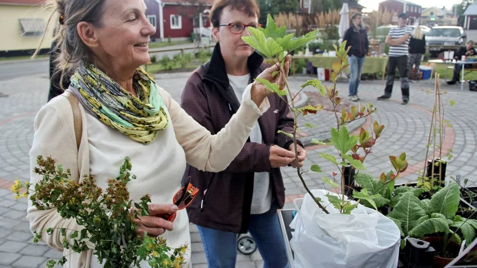 Kristina Alexandersson från Arvidsjaur bygger stuga vid Klubben. Hon kom för att hitta blomster till planteringarna.