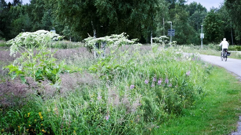 Jättebjörnlokorna växer, från stan sett, bortanför Kappa ut mot Öholmabron, intill gång- och cykelvägen på vänster sida. På tisdag morgon väntas kommunen klippa blomställningarna och börja gräva upp växterna. ”Vi får se om vi kan gräva upp allt på en gång eller om vi får fortsätta sedan”, säger Ulrika Bohman.