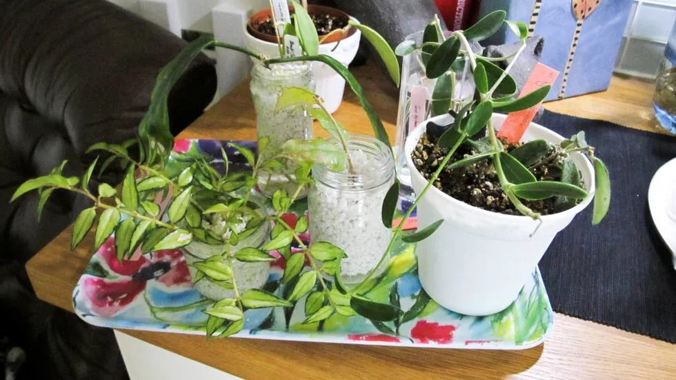 Sticklingar säljs och byts och delas över hela Sverige och världen. "Vissa plantor kan gå för upp till 1000 kronor", säger Allis Stolt.