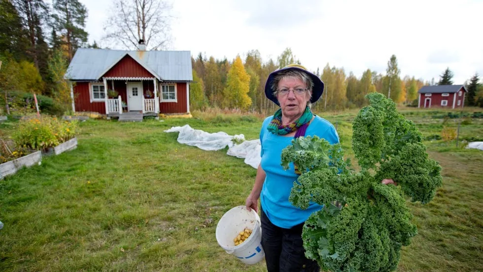 Margareta Tjernkvist,  ekologisk grönsaksodlare, visar sin speciella favorit - grönkålen. "Bästa grönsaken att odla i Norrbotten"