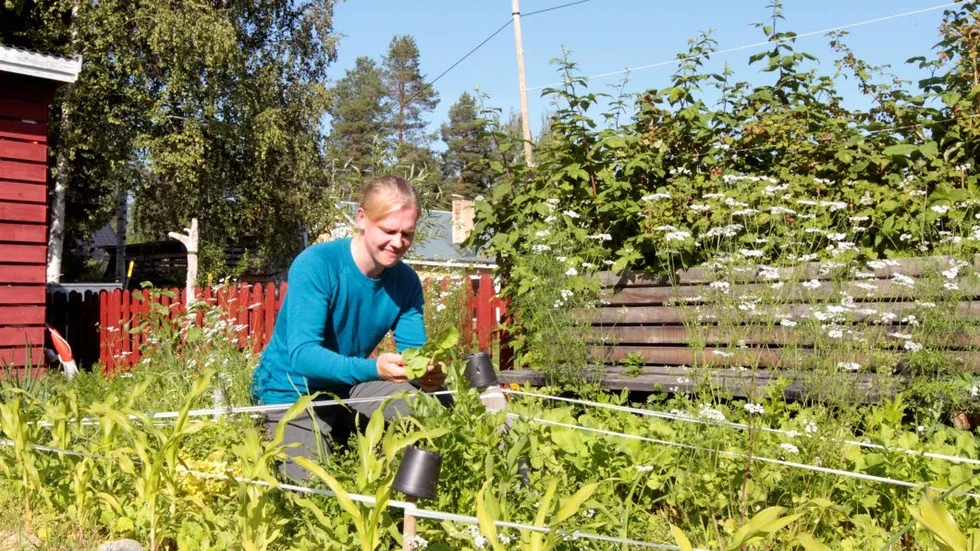 Fredrik Samuelsson odlar en hel del grönsaker när han är hemma i Vidsel, som han sedan tar med sig till Finland. "De brukar räcka ganska länge efter att jag har varit hemma", säger han.