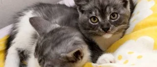 Katten, så svårt att hitta husse till er
