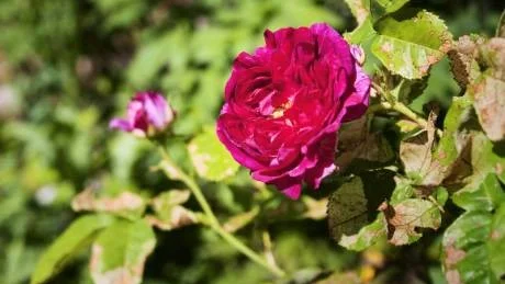 Bourbonrosen är en korsning mellan de rosenbuskar som förr avgränsade farmarnas ägor på ön Bourbon i Indiska oceanen.