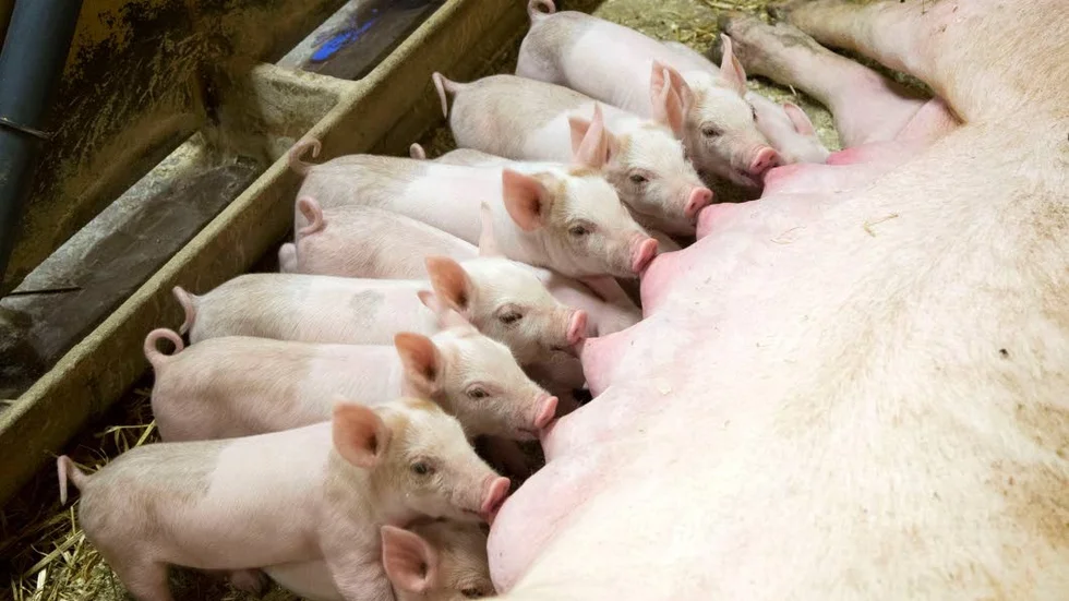 Kull. Kultingarna spenderar fem veckor med suggan. De äter så det knakar och växer fort. Efter de där första veckorna väger de ungefär 10 kilo.