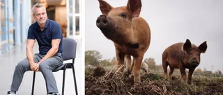 Att slakta grisar är inte underhållning