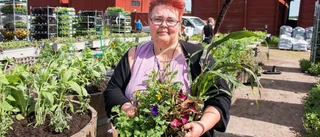 Mustigt tema på årets sommarblommor