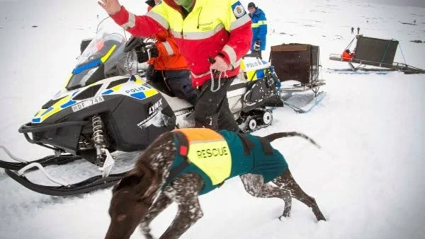 Hundar. Hundar används av fjällräddarna i sök efter personer.