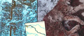 Starka bilder i hovrätten