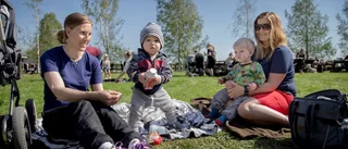 Spirande vårkänslor vid betessläppet