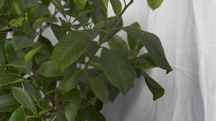 Citronträdet. Förvaras i en jordkällare  under vintern.