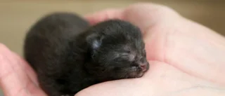 Här får katten akut hjälp