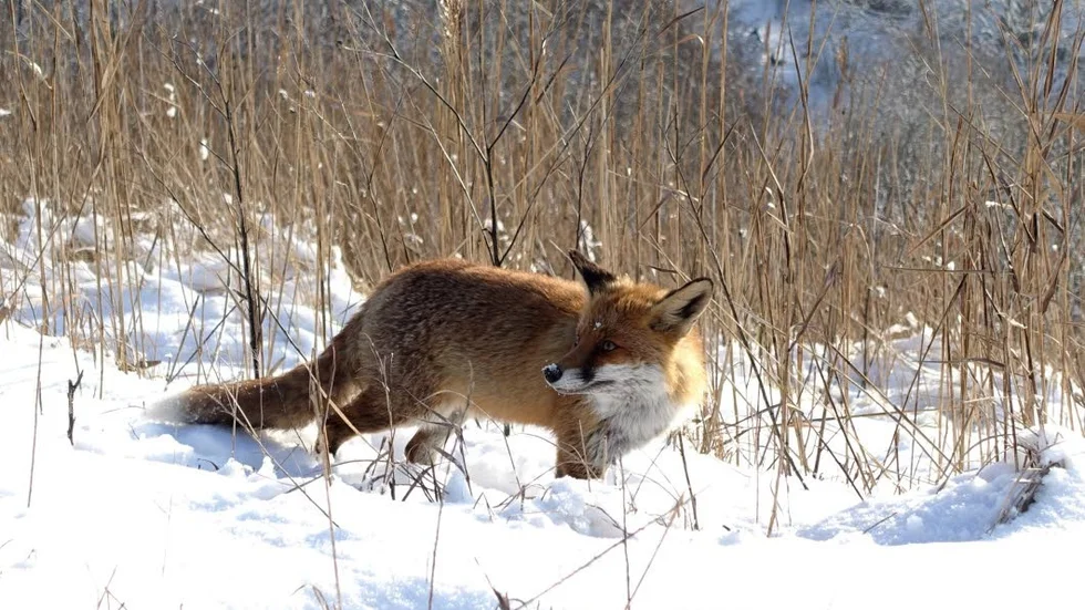 A fox stands in the snow on the Teufelsberg hill in Berlin, Germany, Monday, Dec. 29, 2014. Cold weather with temperatures below zero Celsius (below 32 degrees Fahrenheit) hit Germany's capital after the Christmas holidays. Weather  forecasts predict that the winter weather will continue over the next days in Germany. (AP Photo/dpa, Kay Nietfeld)