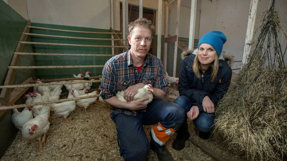I hönshuset. Rikard Risberg och Maria Hanno bland hönorna i hönshuset. I dag finns ett 50-tal, men upp till 350 är planerat då man bygger om.