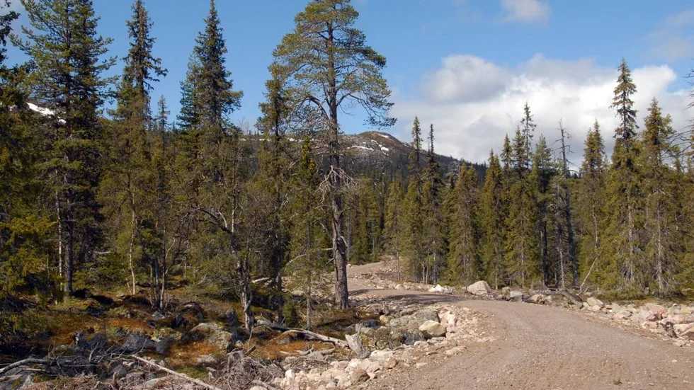 Skräpig skog. Längs en öde skogsbilväg i närheten av Njallejaur hittades dumpat, miljöfarligt avfall - som kommunen dömts att  städa bort. (Arkivbild)
