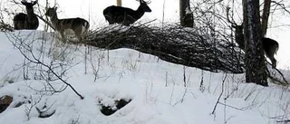 Hjortflock trafikfara