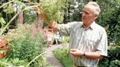 Ingemar Sunnerstam beundrar ett jätteexemplar av kvanne i Brostugans örtagård.
FOTO. NICLAS SANDBERG
