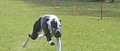 Greyhound-bana i Norrköpingredan nästa år?