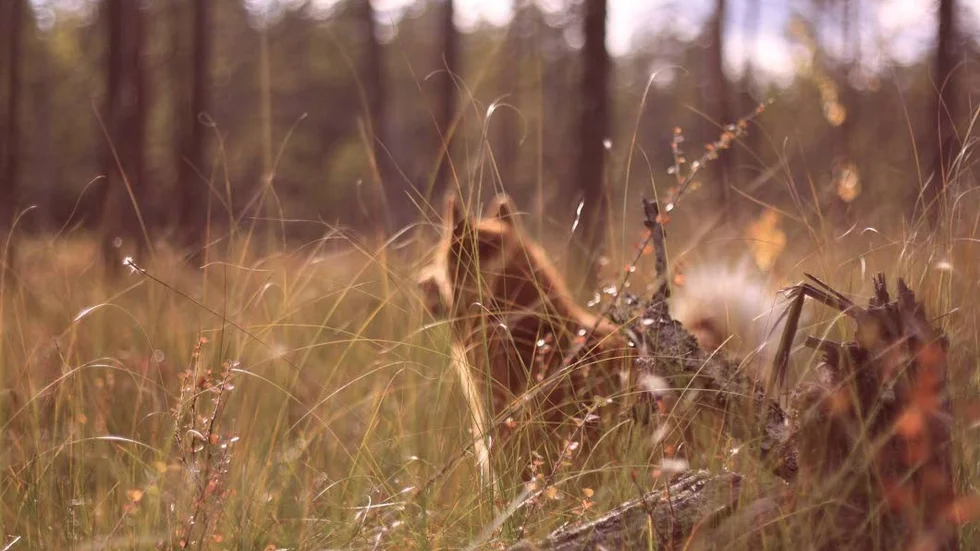 JAKT. "Fågeljakt med våran finska spets", skriver Jenny Lindmark.