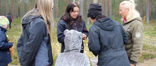 Pitebornas svampintresse har exploderat