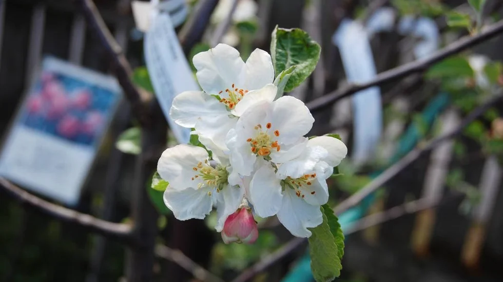 Äppelår. Det kan mycket väl bli ett riktigt bra år för äpplen av den rika blomningen att döma. Här blommar Cox Pomona. Foto: Arne Lindh