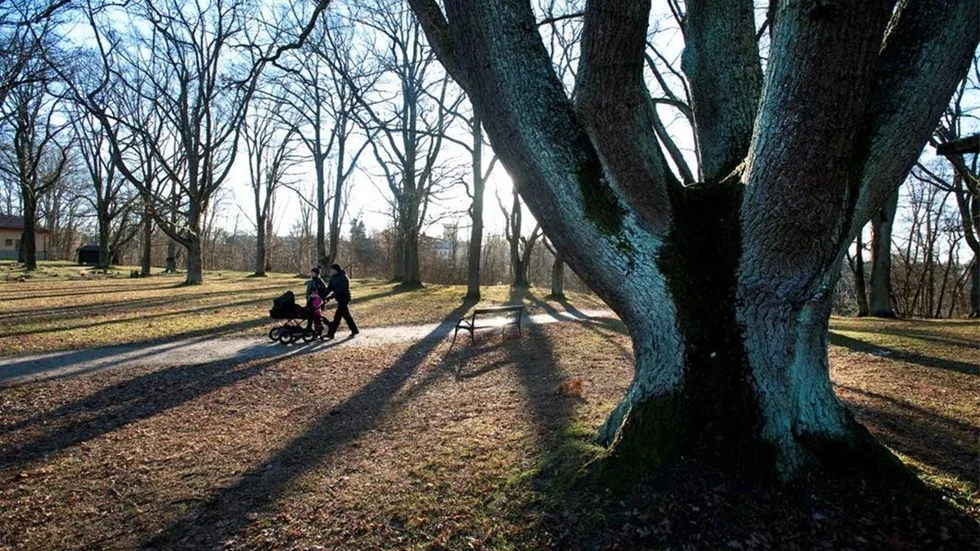 Folkparken i Norrköping säljs för 20 000 kronor, där pengarna går till att plantera nya träd i Afrika.