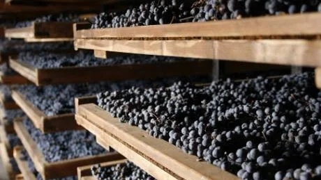Druvor på tork. Apassimento heter metoden att torka druvorna innan man gör vin på det. Klasarna till amarone ligger i cirka 100 dagar i luftiga lador och skrumpnar efter hand ihop och blir russinlika. Dessa jäses sedan och druvmusten får av tradition ligga på stora fat i upp till fyra år och därefter en tid på flaska innan det lanseras. Det är då drickfärdigt men kan sedan lagras i åtminstone tio år till. Foto: Sune Liljevall