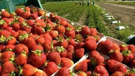 Årets jordgubbsskörd har drabbats av köld tidigt i våras och sedan en torkperiod och nyligen hagel, så det kan bli ont om "gubbar" till midsommarfirarna.